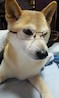 よーこさんの写真